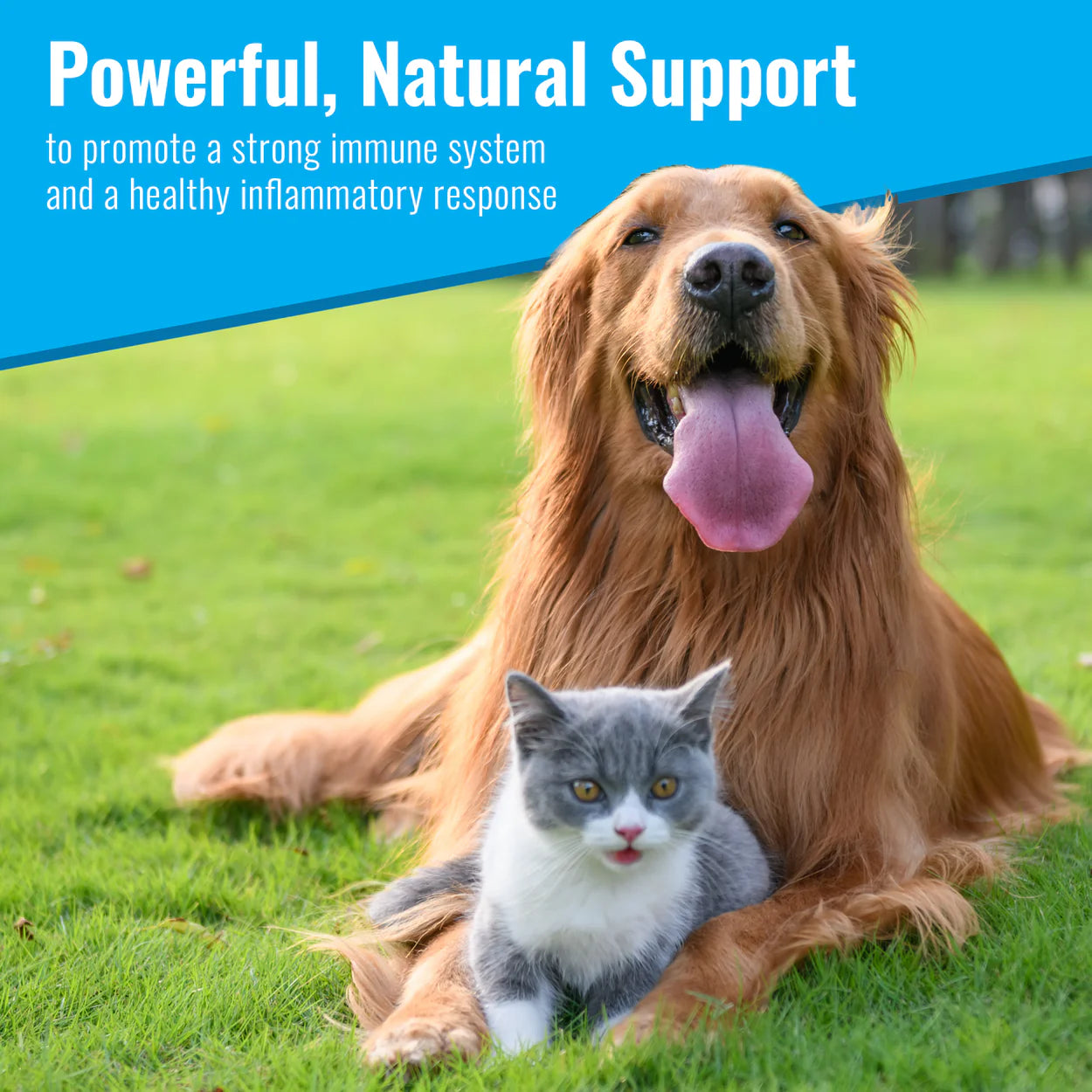 Maximum Recovery (Mushroom Matrix) - The Barkery LLC