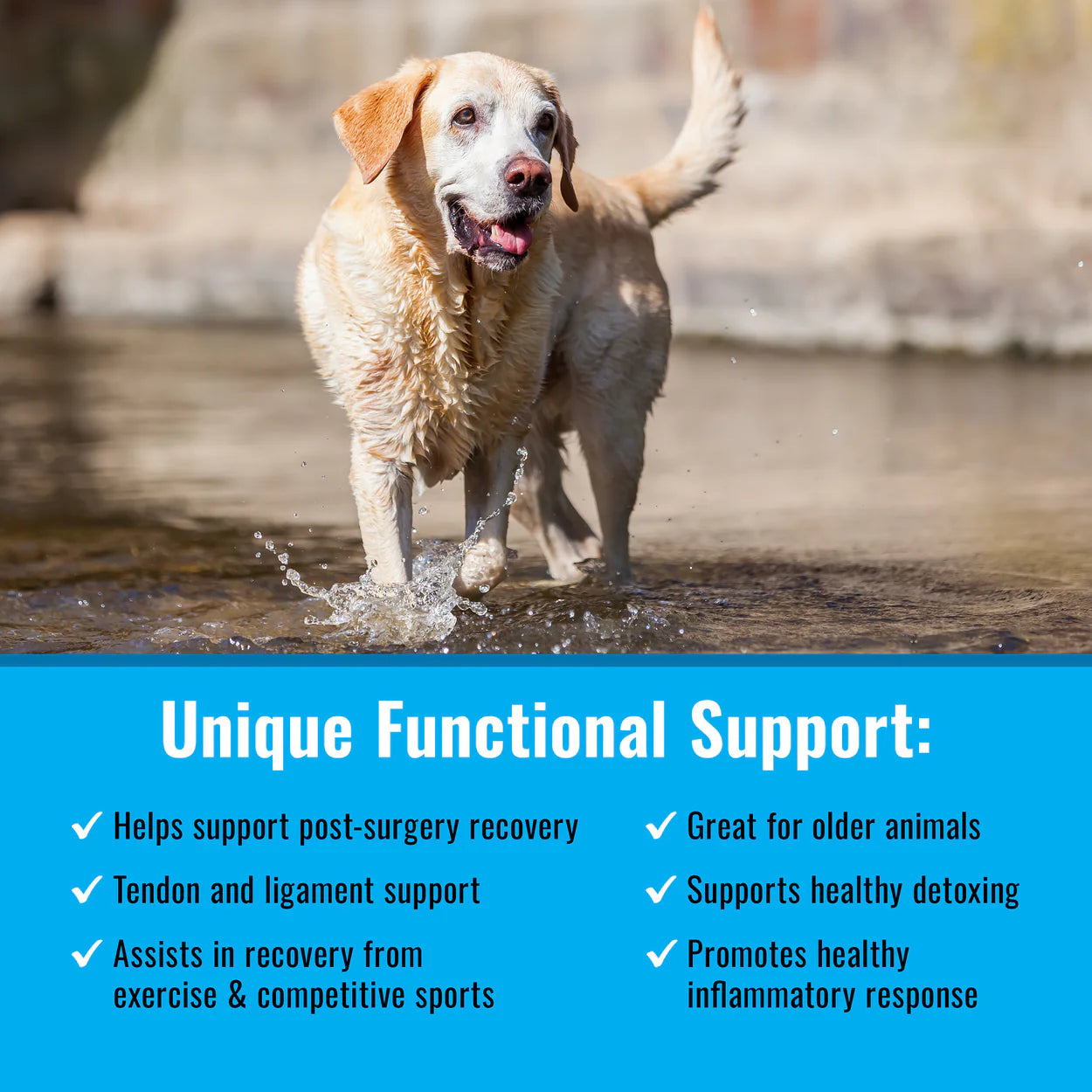 Maximum Recovery (Mushroom Matrix) - The Barkery LLC