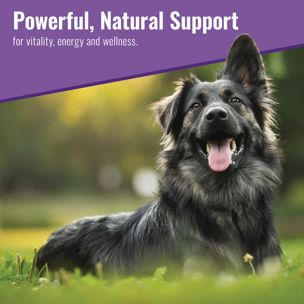 Healthy Pet (Mushroom Matrix) - The Barkery LLC