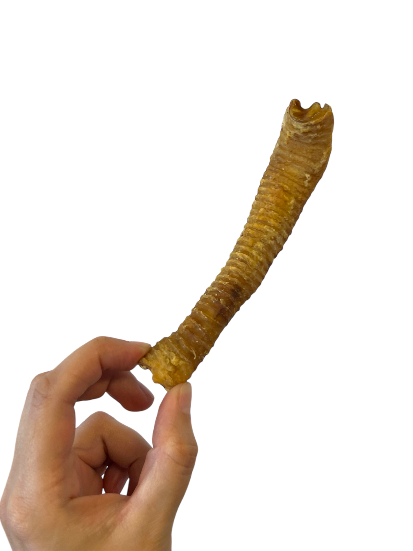 Lamb Trachea