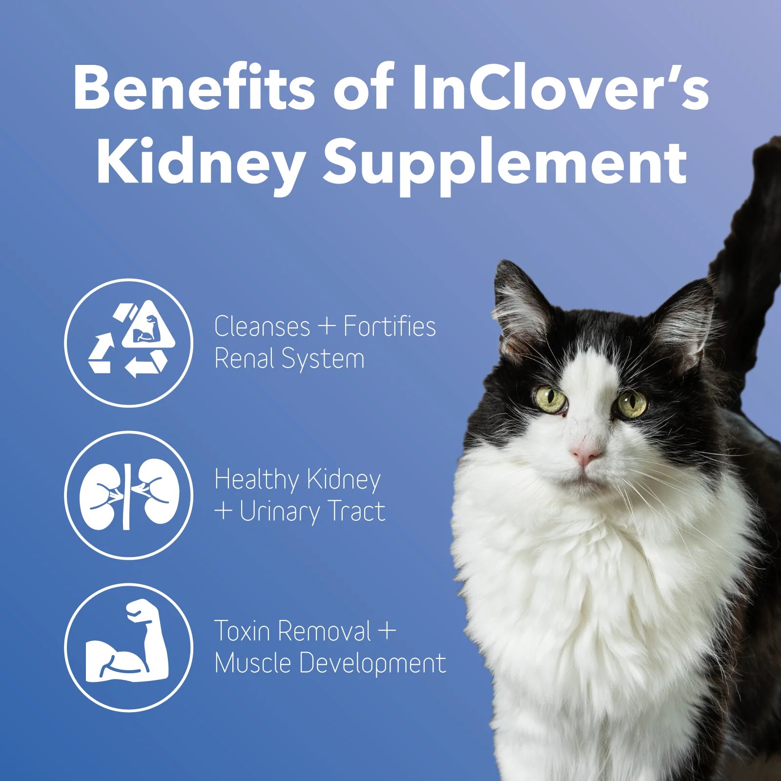 Kidney Supplement - The Barkery LLC