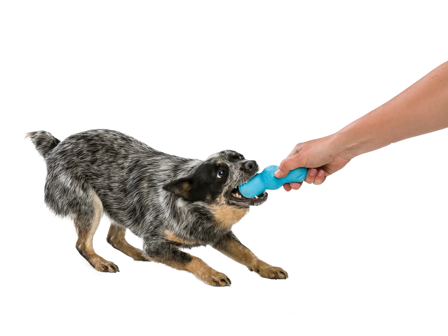 West Paw Rampus Chew Toy - The Barkery LLC