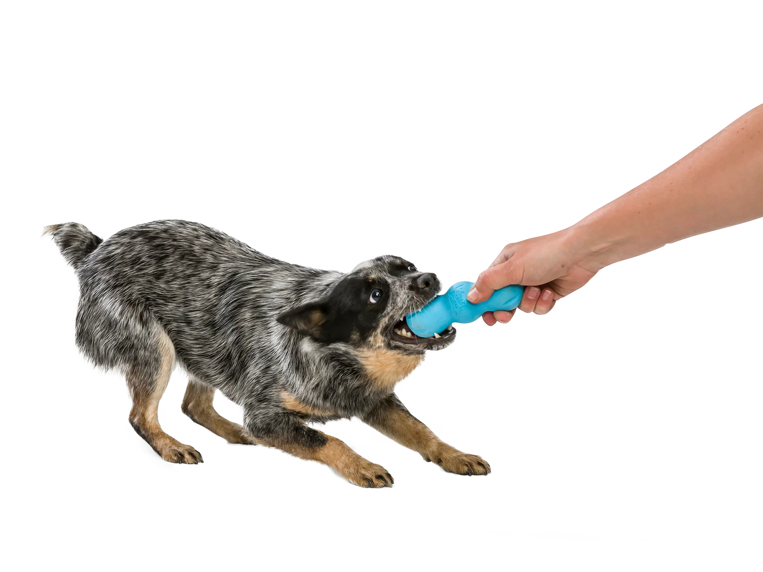 West Paw Rampus Chew Toy - The Barkery LLC