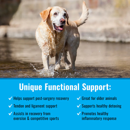 Maximum Recovery (Mushroom Matrix) - The Barkery LLC