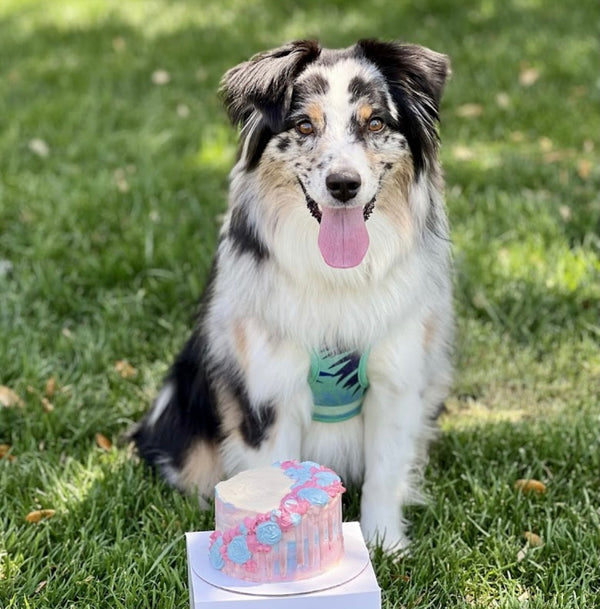 Customer photo of a dog with a custom birthday cake from The Barkery