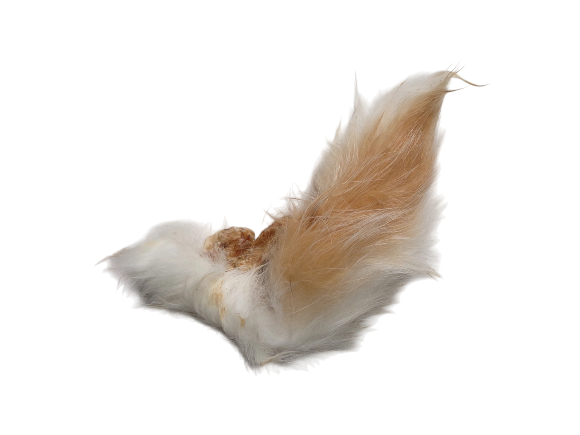 Rabbit Tails with Hair