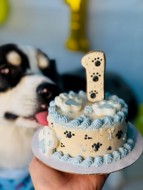 Dog with a custom first birthday cake from The Barkery