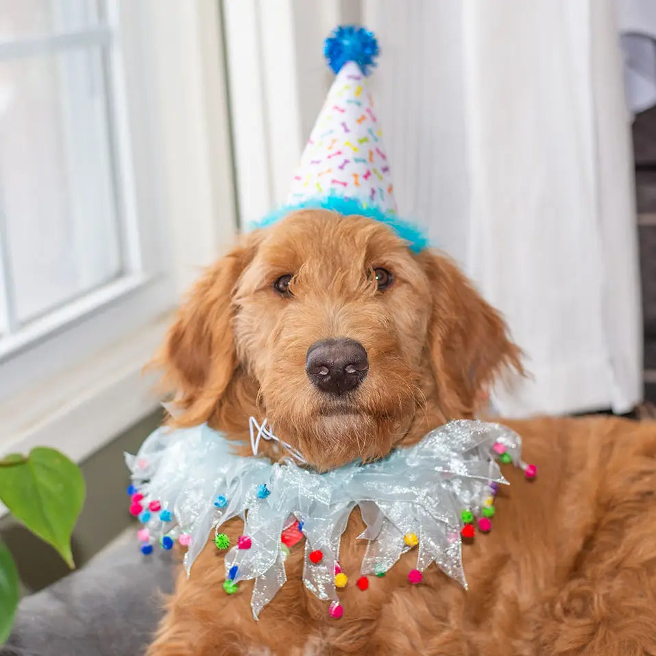 Multipet Party Hat Blue