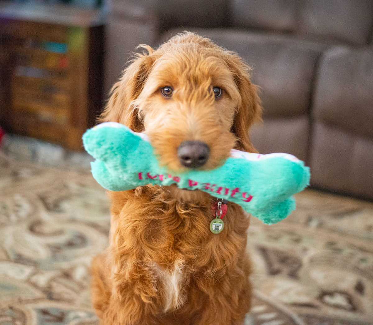 Thoozypet Birthday Bone Small Plush Dog Toy