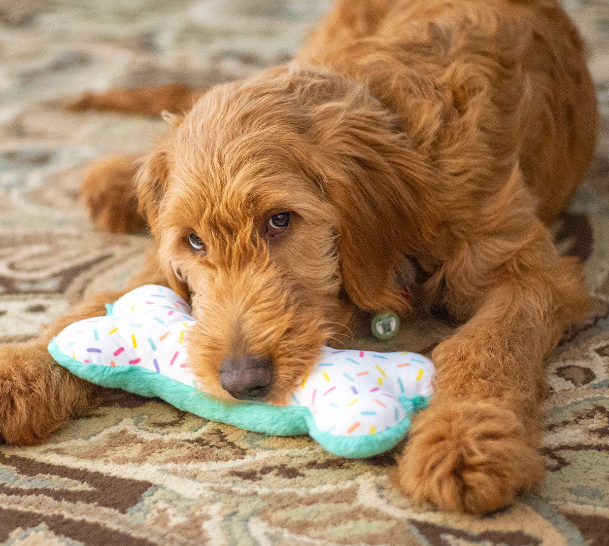 Thoozypet Birthday Bone Small Plush Dog Toy