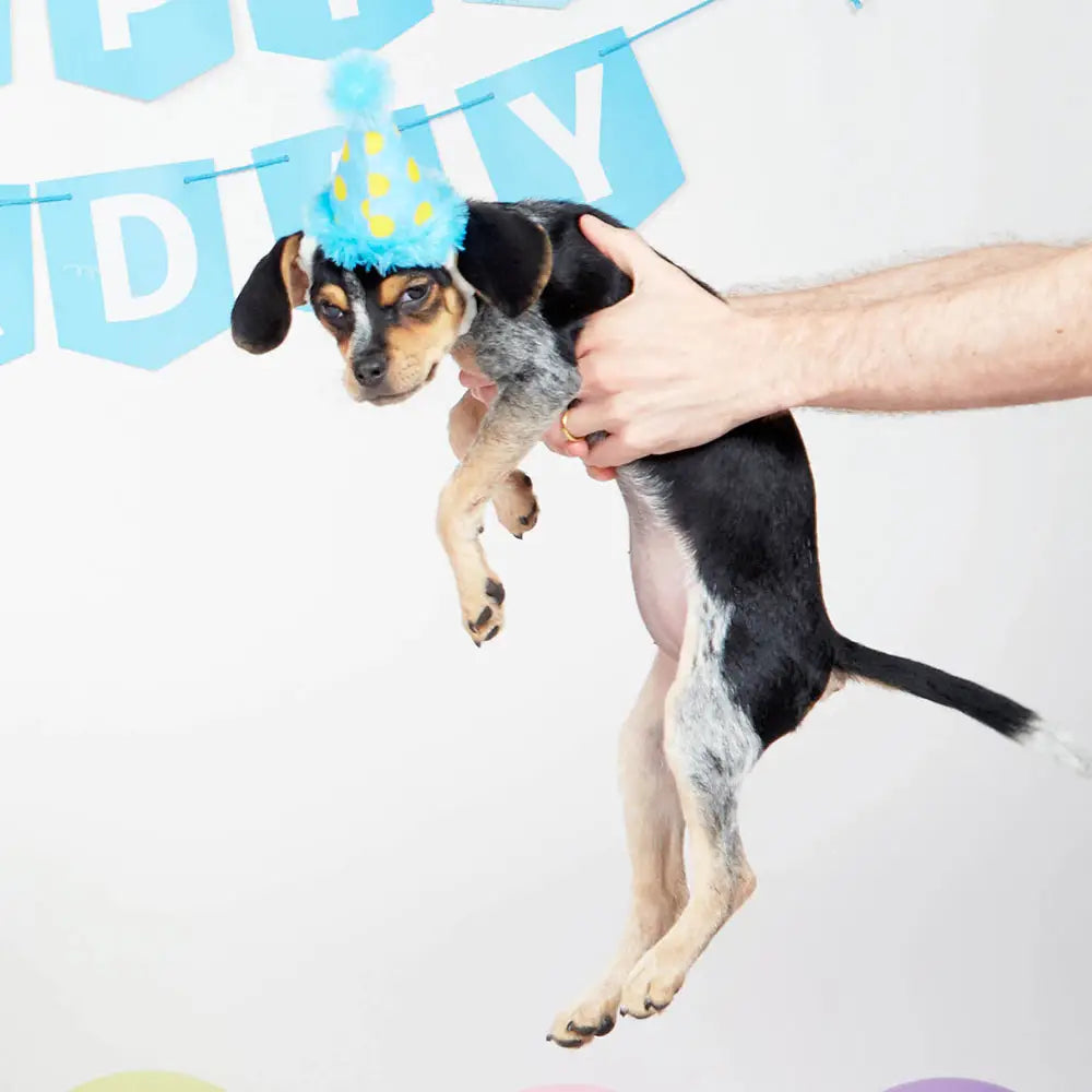 Polkadot Dog Toy Hat