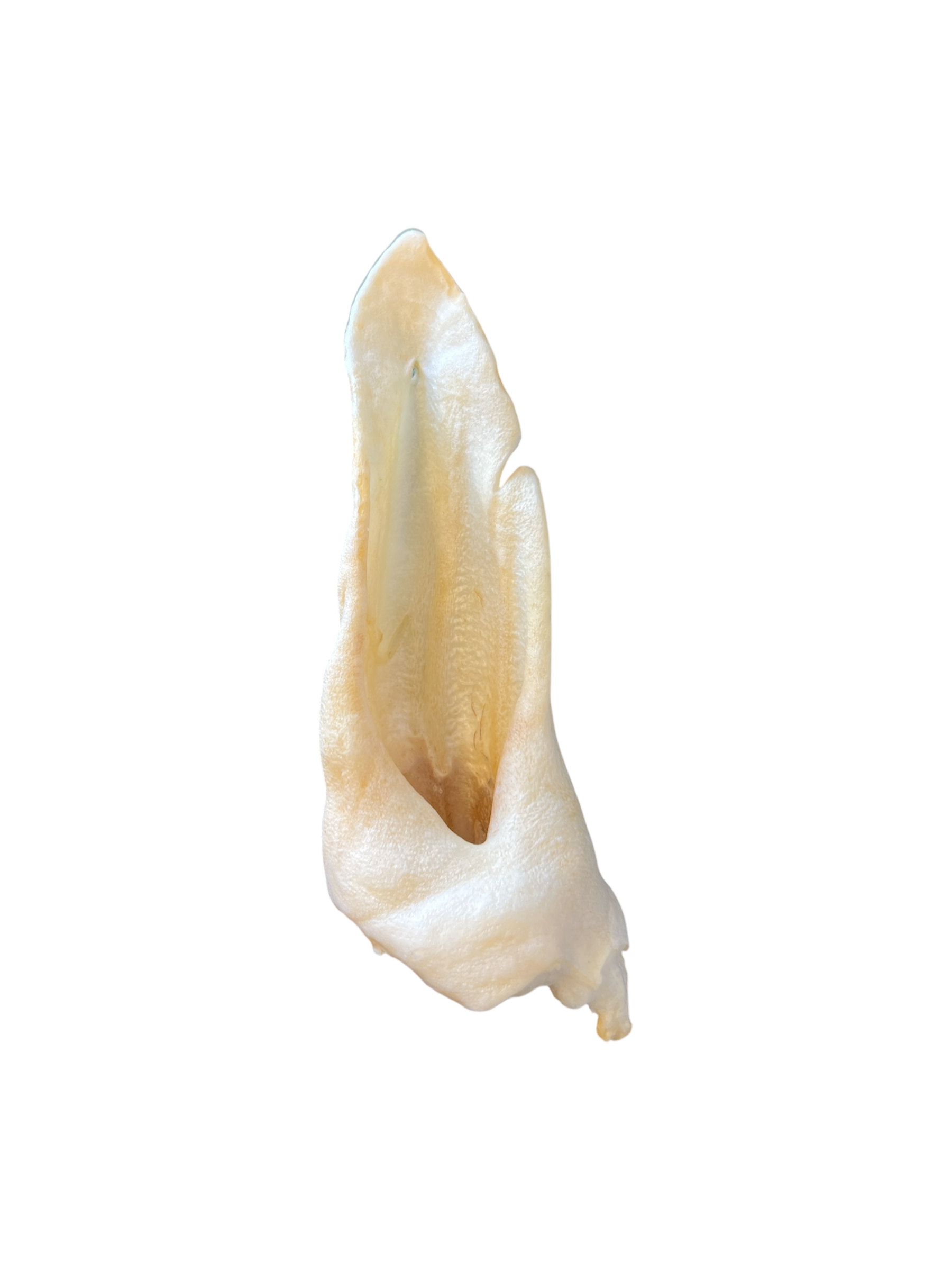 Lamb Ears (Hairless)