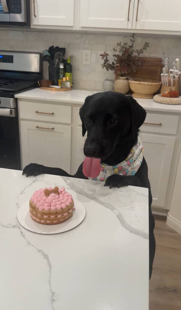 Dog with a custom birthday cake from The Barkery