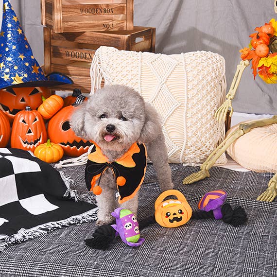 Cute dog in Halloween costume playing with colorful Halloween dog toy set on a festive backdrop