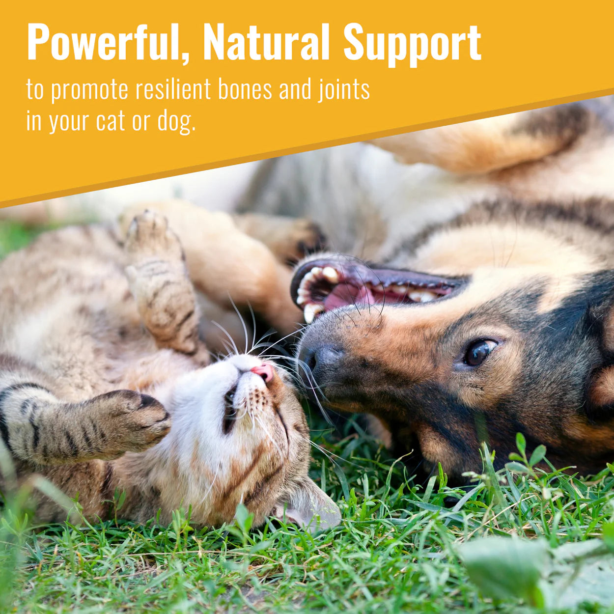 Organic dog joint supplement by Mushroom Matrix showing playful dog and cat promoting natural joint support