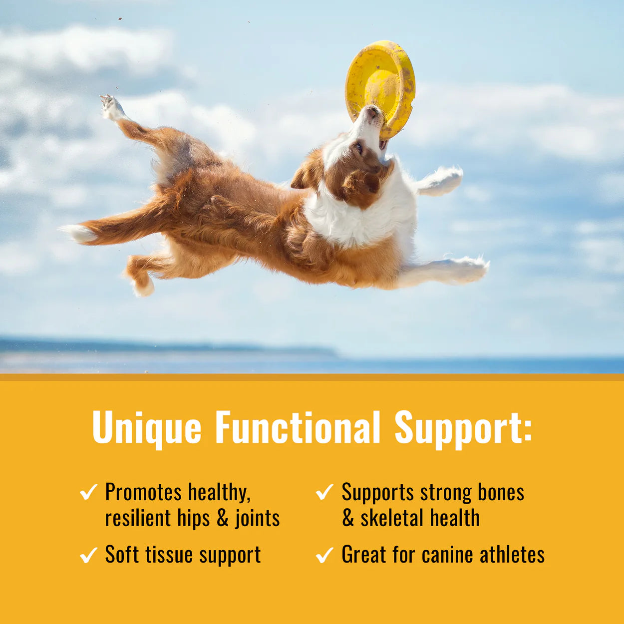 Active dog catching frisbee illustrating benefits of organic dog joint supplement by Mushroom Matrix