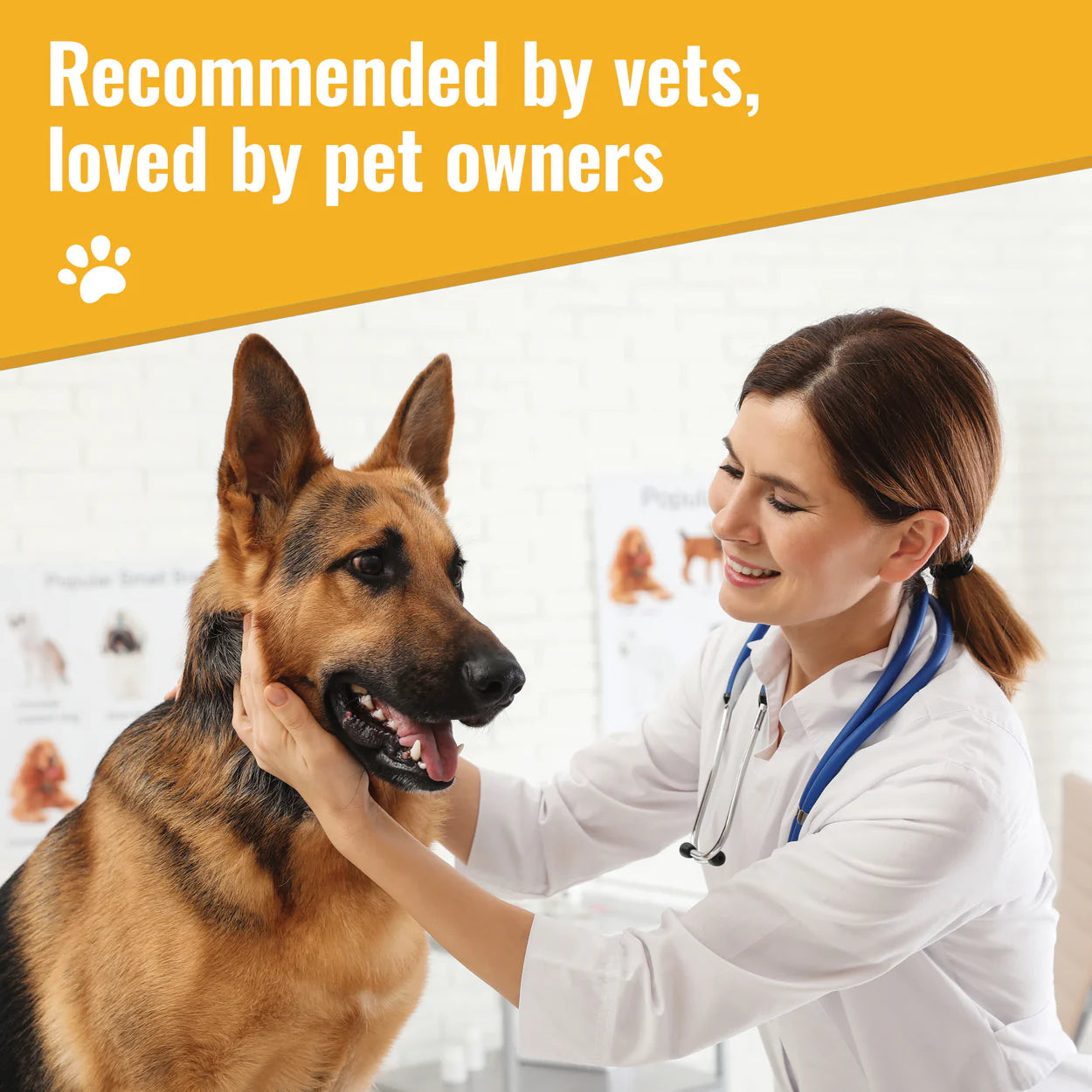 Veterinarian examining a German Shepherd dog promoting organic dog joint supplement by Mushroom Matrix