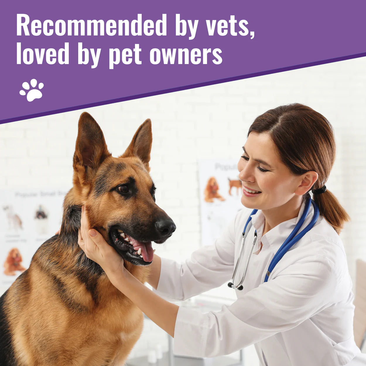 Veterinarian examining German Shepherd dog promoting organic mushroom dog supplement by Mushroom Matrix