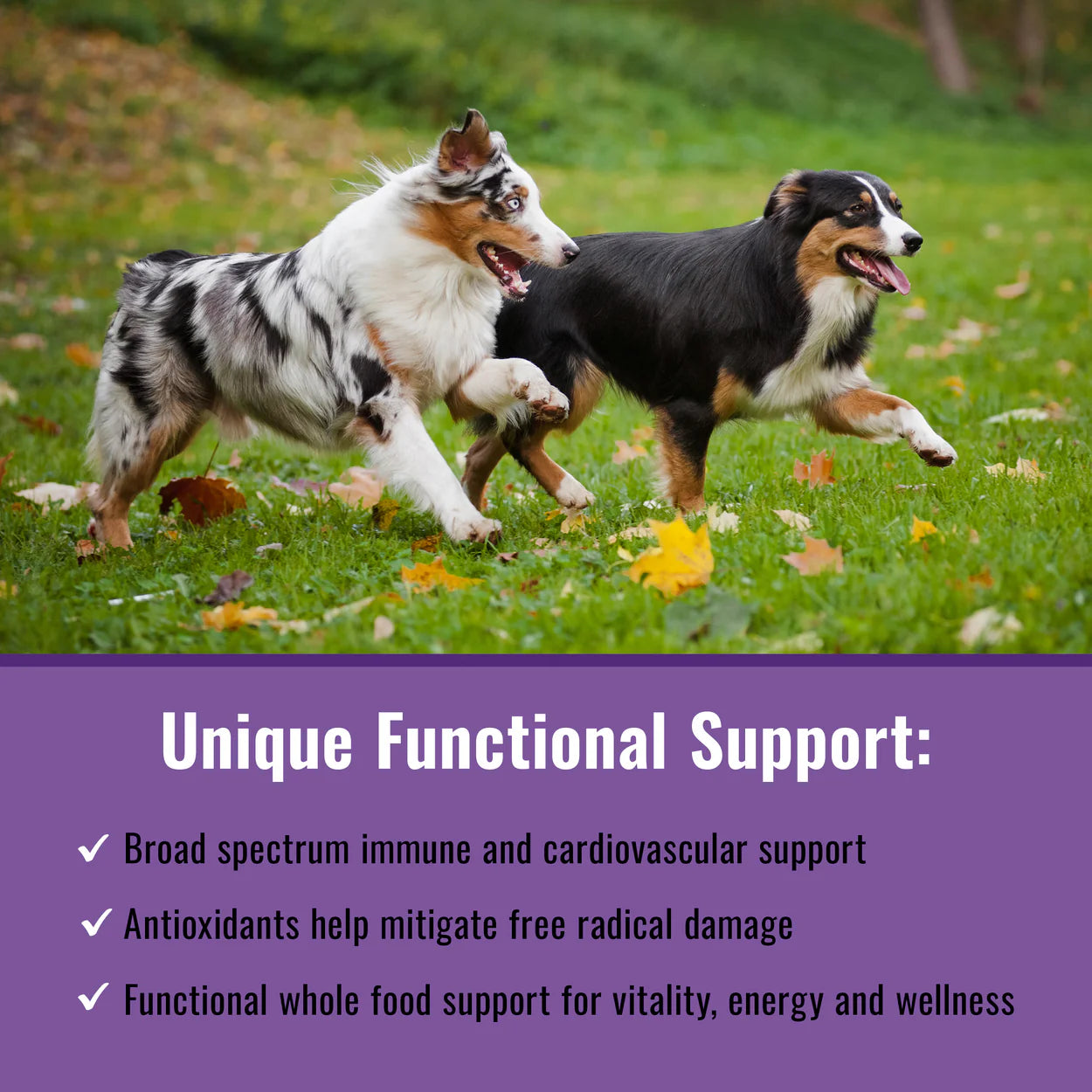 Organic mushroom dog supplement by Mushroom Matrix promoting immune and cardiovascular support for active dogs