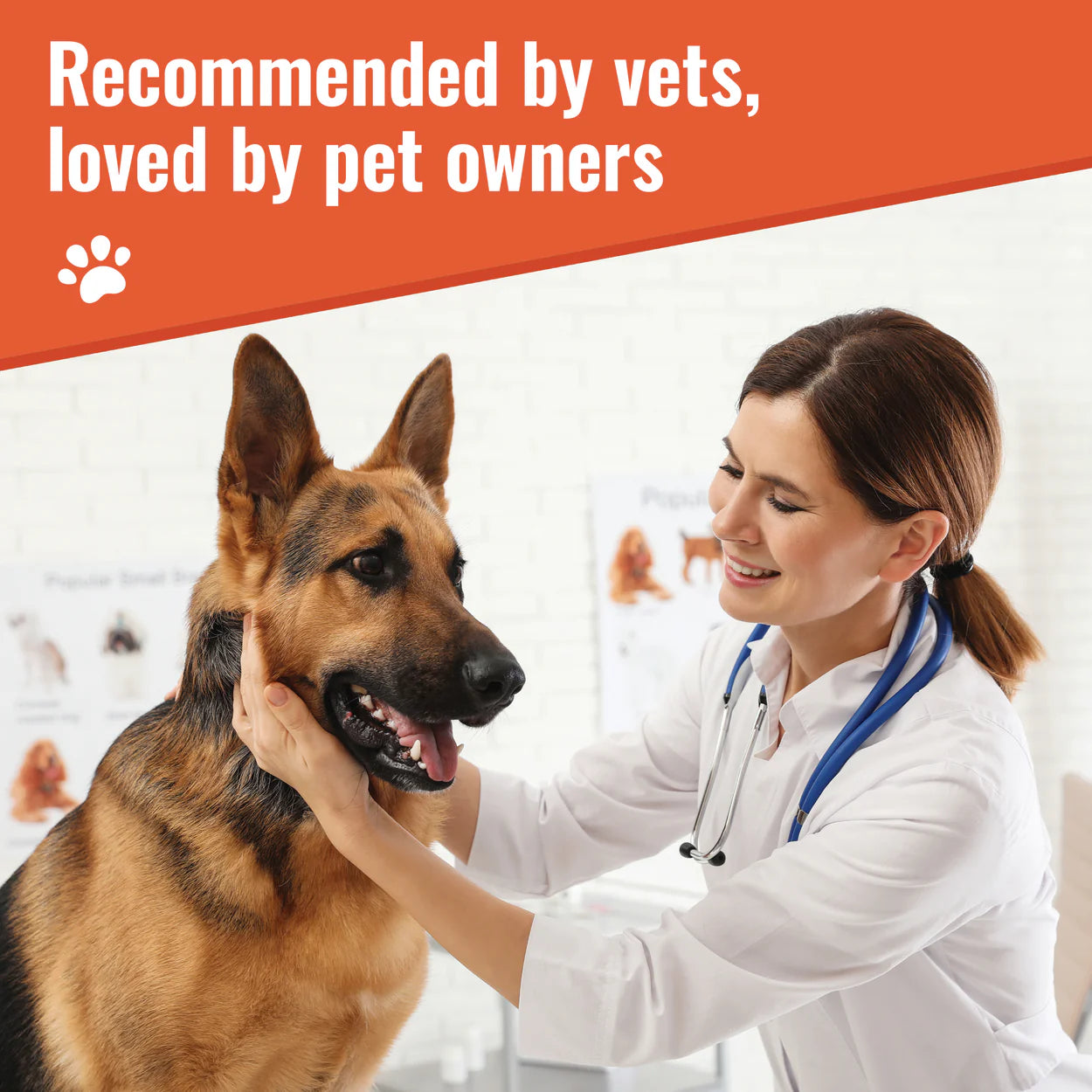 Veterinarian examining a German Shepherd dog promoting organic dog calming supplement by Mushroom Matrix