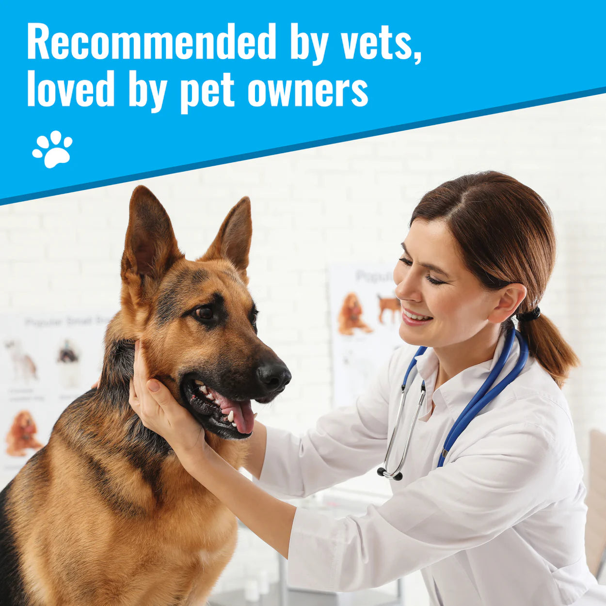Veterinarian examining happy German Shepherd dog with organic dog recovery supplement recommended by vets