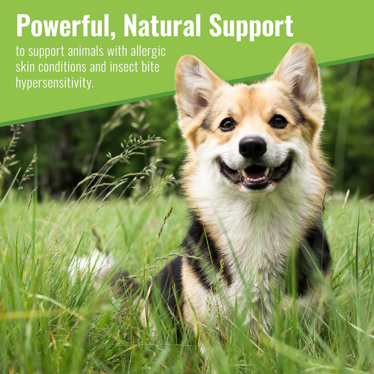 Happy dog in grass representing Mushroom Matrix organic dog skin supplement for natural allergy support