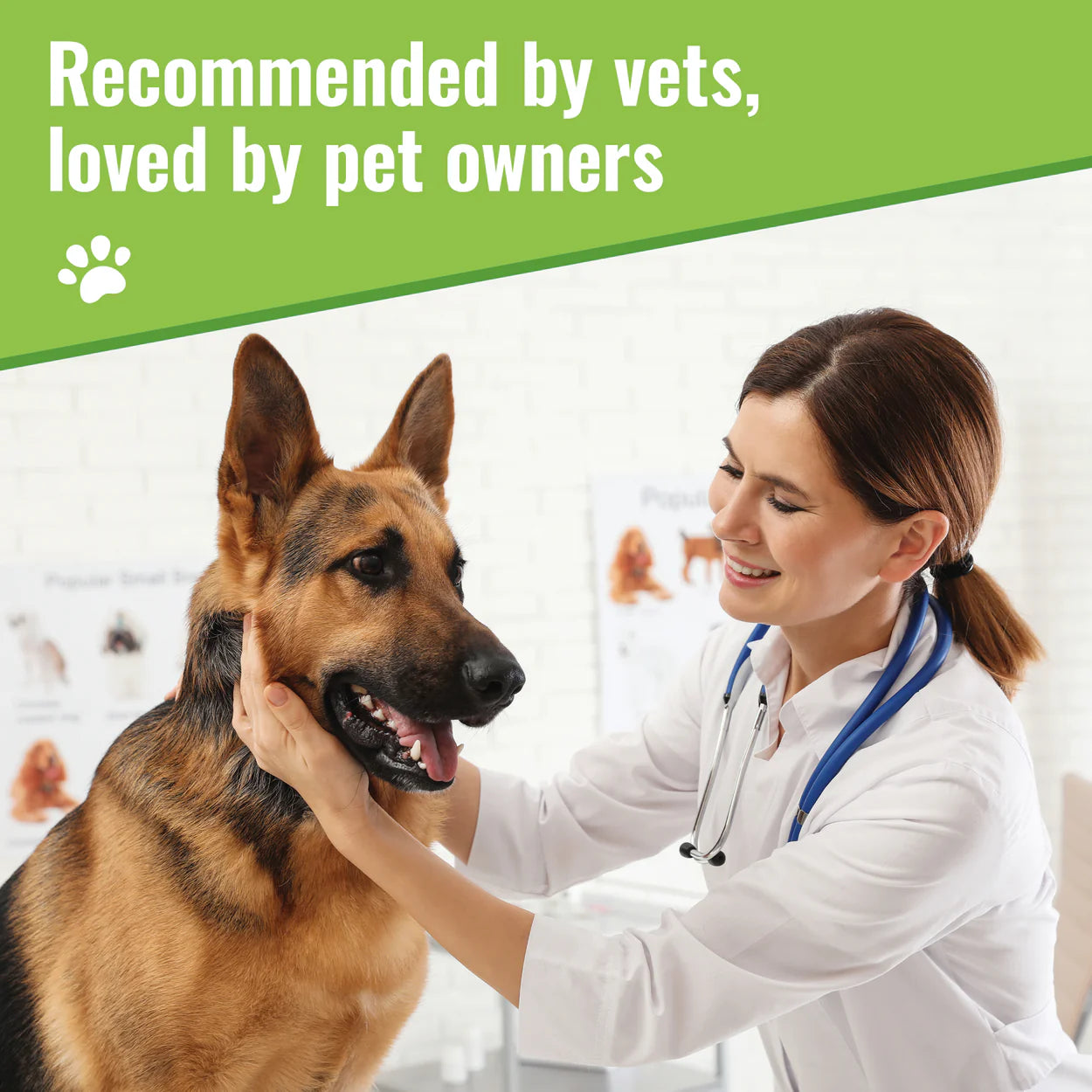 Veterinarian examining German Shepherd dog promoting organic dog skin supplement by Mushroom Matrix