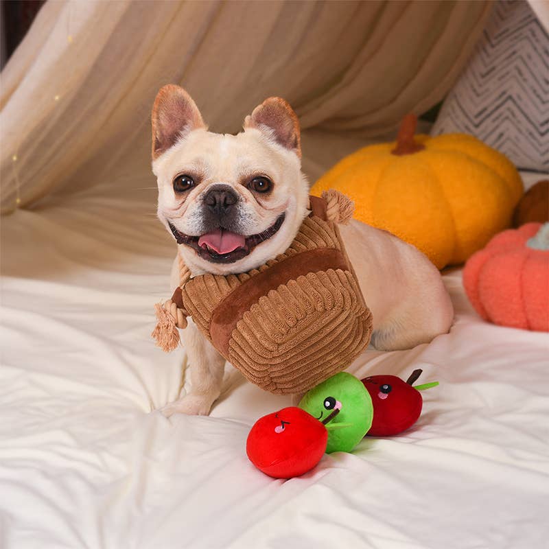Happy French Bulldog with a squeaky apple dog toy with rope and colorful plush pumpkins